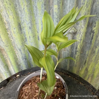 Maianthemum salvinii 2L