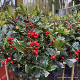 Lollipop holly - mini