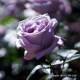 Blue Moon - Hybrid Tea