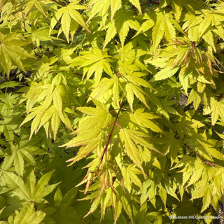 Acer 'Summergold' (p19)