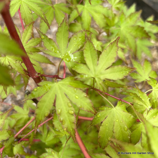 Acer palmatum 'Sangokaku' (p19)
