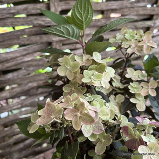 Hydrangea paniculata 'Switch Ophelia' 6L