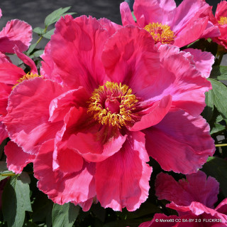 Paeonia suffruticosa - various colours (Tree peony)
