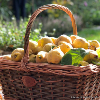 Quince 'Serbian Gold' 2 year old tree