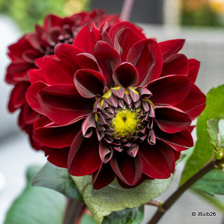 Dahlia 'Manoa' - 1 tuber