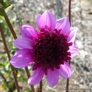 Dahlia 'Raspberry Puff - 1 tuber