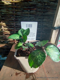 Helleborus x hybridus Frostkiss 'Pippa's Purple' 3L