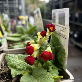 Primula veris 'Sunset Shades'-1L