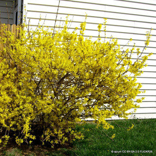 Forsythia koreana 'Kumsom' 3L