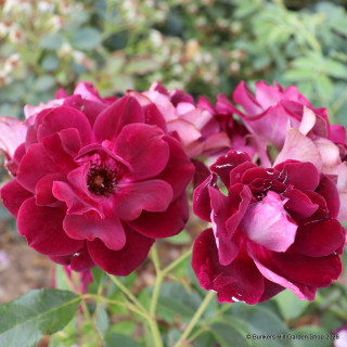 Burgundy Ice - Floribunda Rose