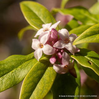 Daphne bholua 'Jacqueline Postill' 2L