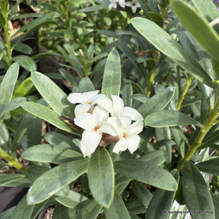 Daphne 'Eternal Fragrance' 2L