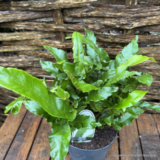 Asplenium scolopendrium - Hardy Fern (L)