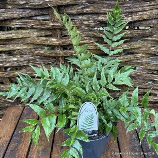 Cyrtomium fortunei clivicola (Fern) L