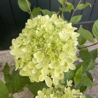 Hydrangea paniculata 'Little Lime' - 3L