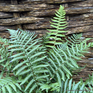 Dryopteris affinis (Fern) - L