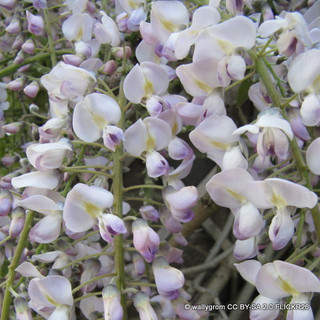 Wisteria floribunda 'Honbeni' 60-80cm (2L)