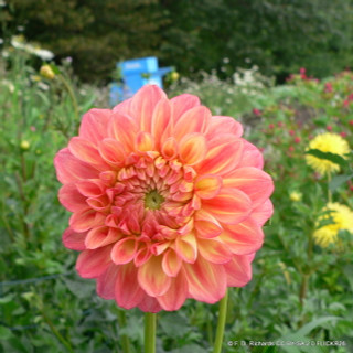 Dahlia 'Rainbow Silence' - 1 tuber