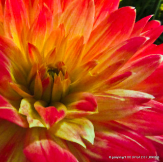Dahlia 'Red Silence' - 1 tuber