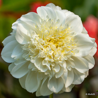 Dahlia 'Zahra' - 1 tuber