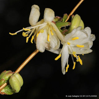 Lonicera 'Fragrantissima' - 3ltr pot