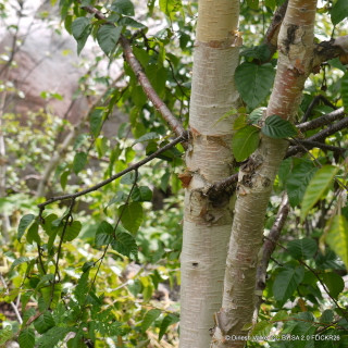 Betula utilis 'Snow Queen' BAREROOT