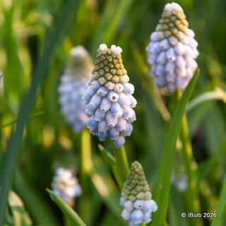 Muscari arm. 'Peppermint'