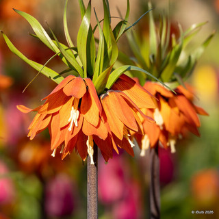 Fritillaria Imperalis 'Orange Beauty'