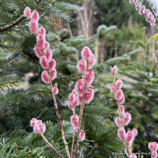 Salix gracilistyla 'Mount Aso' 80cm stem (5L)