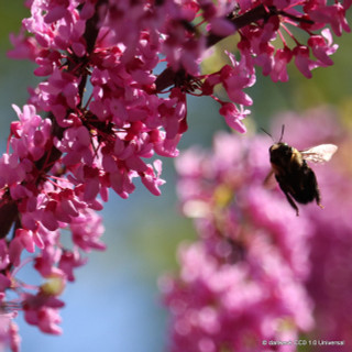 Cercis canadensis 'Pink Pom Poms' 12L
