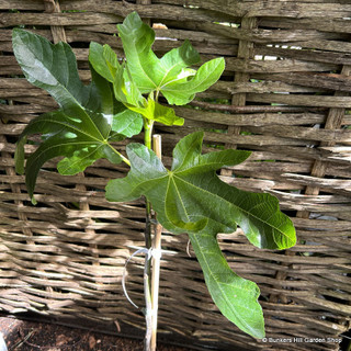 Ficus 'Rouge de Bordeaux' (Fig)  12L