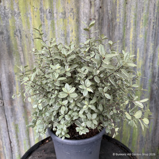 Pittosporum 'Silver Ball' 7L