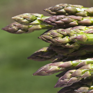 Asparagus 'Gijnlim' (x10) bareroot crowns