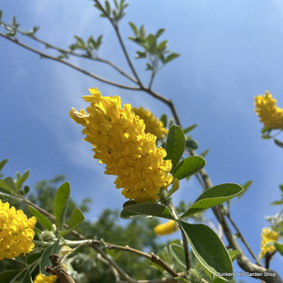 Cytisus 'Battandieri' (Moroccan/Pineapple Broom) 175-200cm  tripod(20L)
