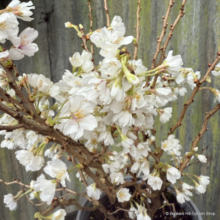 Prunus 'Kojo-no-mai'