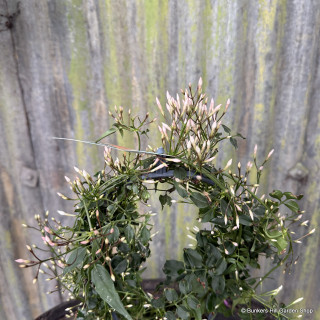 Indoor jasmine (white)