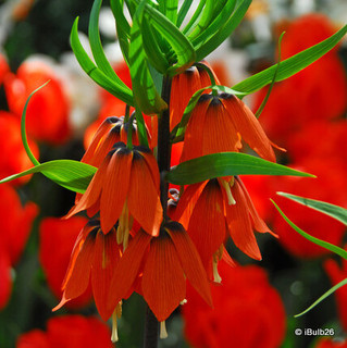 Fritillaria (Crown Imperial) rubra Potted