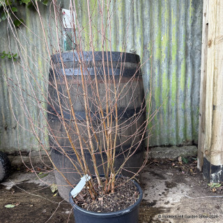 Betula jacquemontii multistem 20L