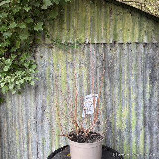 Betula jacquemontii multistem 10L