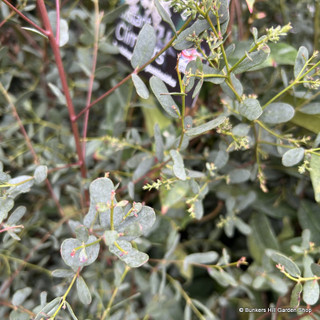 Eucalyptus gunnii 'France bleu' (6-8cm girth)