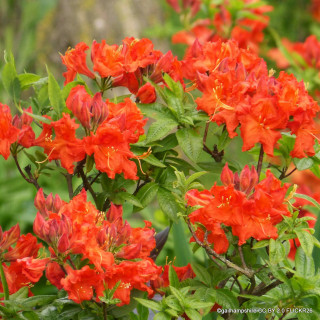 Azalea (Rhododendron) Knaphill 2L