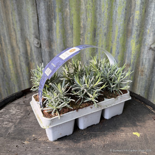 Lavender angustifolia (6 pack)