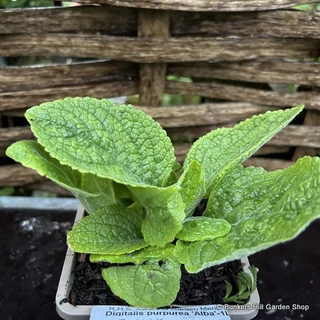 Digitalis purpurea 'Alba' (Foxglove) 1ltr