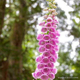 Digitalis purpurea 'Excelsior' (Foxglove) 1ltr