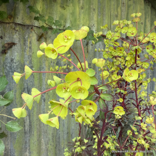 Euphorbia amy. ‘Purpurea’