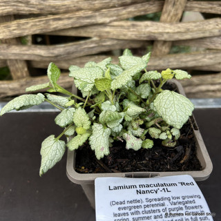 Lamium maculatum 'Red Nancy' 1ltr pot