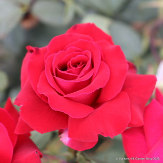 Deep Secret - Hybrid Tea Rose