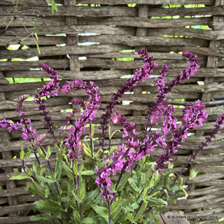 Salvia nemerosa 'Caradonna Pink' 1ltr pot