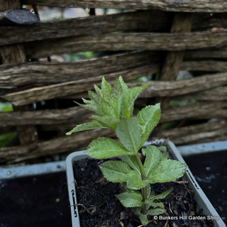 Veronicastrum sibiricum - 1ltr