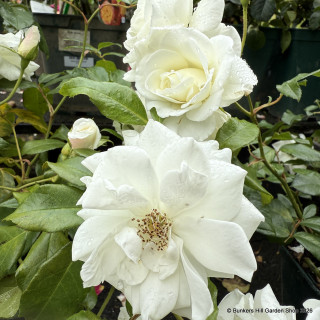 Iceberg - Floribunda (potted)